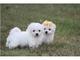 Gratis gratis bichon frise cachorros