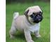 Gratis gratis cachorros pug - Foto 1