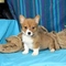 Gratis Pembroke Welsh Corgi cachorros - Foto 1