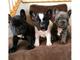 Gratis regalo bulldogs franceses cachorros - Foto 1