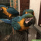 Guacamayo azul y amarillo