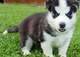 Hermosos cachorros de husky siberiano con ojos azules - Foto 1