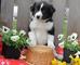 Impresionantes cachorros border collie para buenos hogares