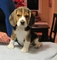 Increíbles cachorros beagle para hogares amorosos