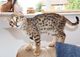 Increíbles gatitos de sabana para adopción
