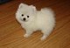 Linda baby face akc registered teacup pomeranian cachorros