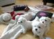 Lindos adorables cachorros maltés en busca de un nuevo hogar - Foto 1