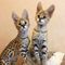 Lindos gatitos de sabana con garantía de salud para su adopción