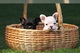 Macho y hembra bulldog francés Cachorros Cachorros 13 semanas - Foto 1