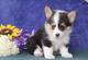 Pembroke welsh corgis para cualquier amante de las mascotas