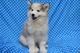 Perfectos cachorros pomsky para adopción - Foto 1