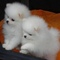 Pomeranian adorable para la adopción