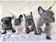 Preciosas Camadas Cachorros Bulldog frances - Foto 1