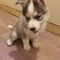 Precioso husky siberiano macho y hembra