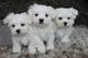 Preciosos cachorros maltés para adopción - Foto 1