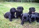 Regalo affenpinscher cachorros