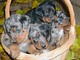 Regalo beauceron cachorros