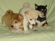 Regalo bebés shiba inu perros