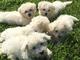 Regalo bichon frise cachorros