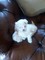 Regalo bichon maltes toy