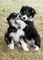 Regalo border collie cachorros