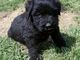 Regalo bouvier des flandres cachorros