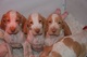 Regalo Bracco Italiano cachorros - Foto 1