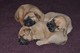 Regalo bullmastiff cachorros