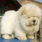 Regalo cachorros chow chow