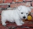 Regalo cachorros de west highland terrier