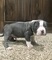 Regalo cachorros Pitbull Americano en adopcion - Foto 1