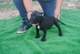 REGALO cachorros pitbull pedigrí de raza pura - Foto 1