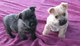 Regalo cairn terrier cachorros