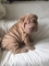 Regalo calidad excepcional shar pei