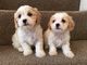 Regalo cavachon cachorros