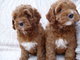 Regalo cockapoo cachorros