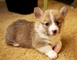 Regalo Corgi Galés Cachorros - Foto 1