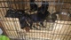 Regalo Doberman cachorros disponible - Foto 1