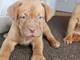 Regalo Dogue De Bordeaux - Foto 1