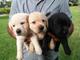 Regalo Dos cachorros Labrador gratis - Foto 1