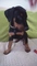 Regalo Dos impresionantes cachorros Dobermann - Foto 1