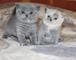 Regalo gatitos briticos pelo corto en adopcion animales