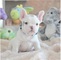 REGALO Gorgeous Bulldog Francés cachorros disponibles - Foto 1