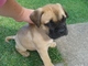 Regalo gratis Bullmastiff Cachorros listo - Foto 1