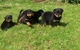 Regalo hermosos cachorros rottweiler fornidos