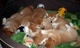 Regalo Impresionantes pedigrí completo shiba inu cachorros - Foto 1