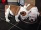 Regalo increíbles cachorros de bulldog inglés