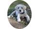 Regalo Labrador retriever cachorros - Foto 1
