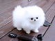 Regalo lindo mini pomeranian toy lulu cachorros para la - Foto 1