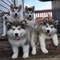 Regalo Malamute de Alaska perritos - Foto 1